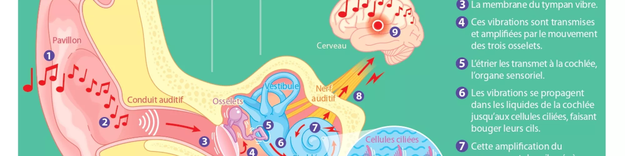 Processuce Auditif Infographie : comprendre le fonctionnement de l’audition | Institut ...